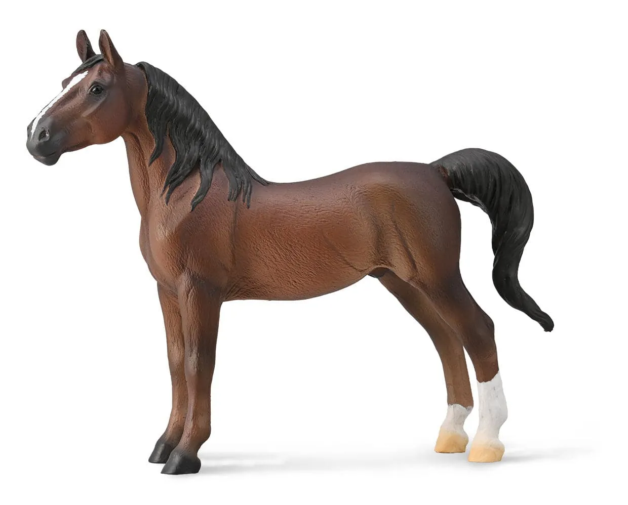 American Saddlebred Stallion