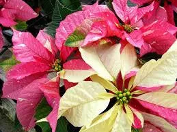 DT21 Poinsettia Texture for Tile Mold for Glass Slumping 11 Inch Diameter