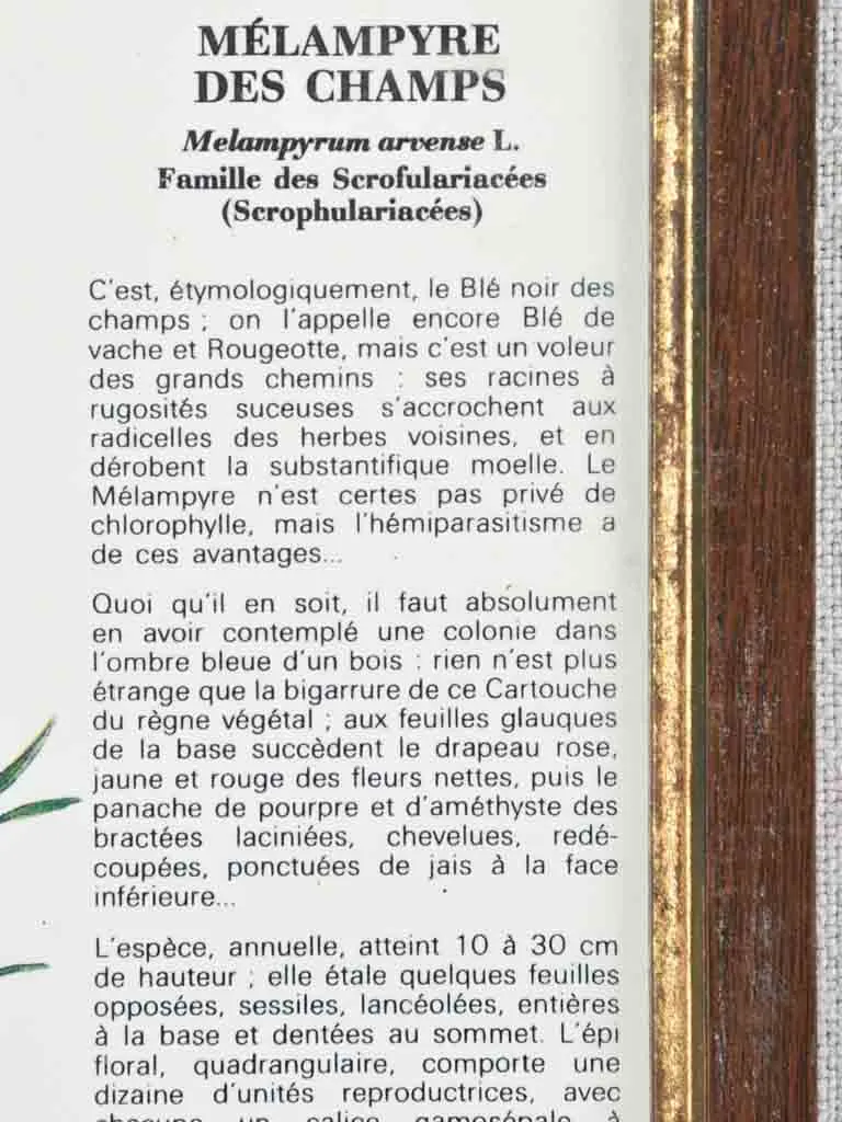 Early 20th century botanic art - melampyre des champs 12½" x 8¼"