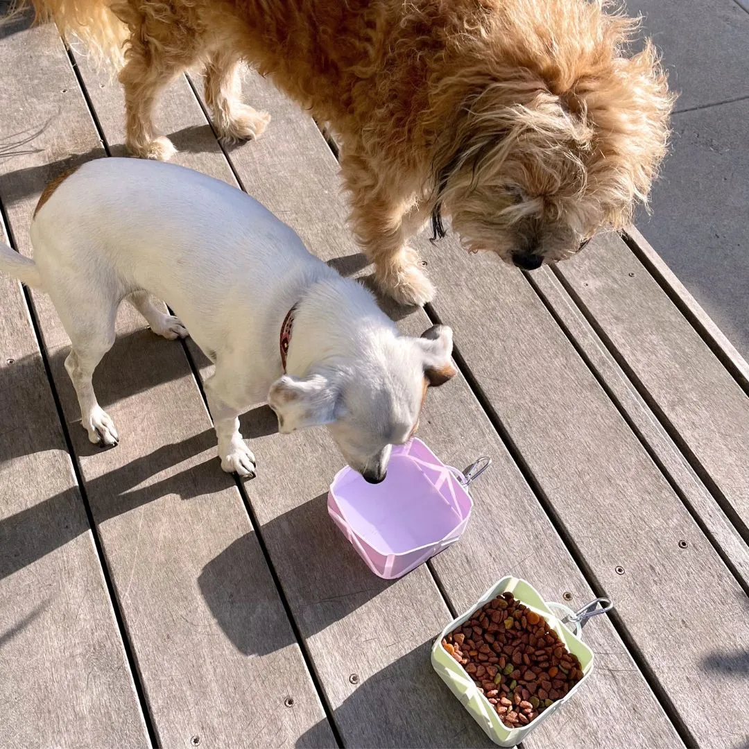 Foldable Pocket Size Pet Food and Water Bowl by Tilley   Me