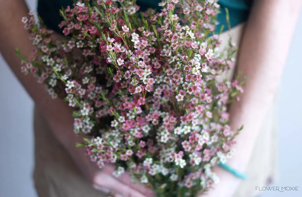 Light Pink Wax Flower