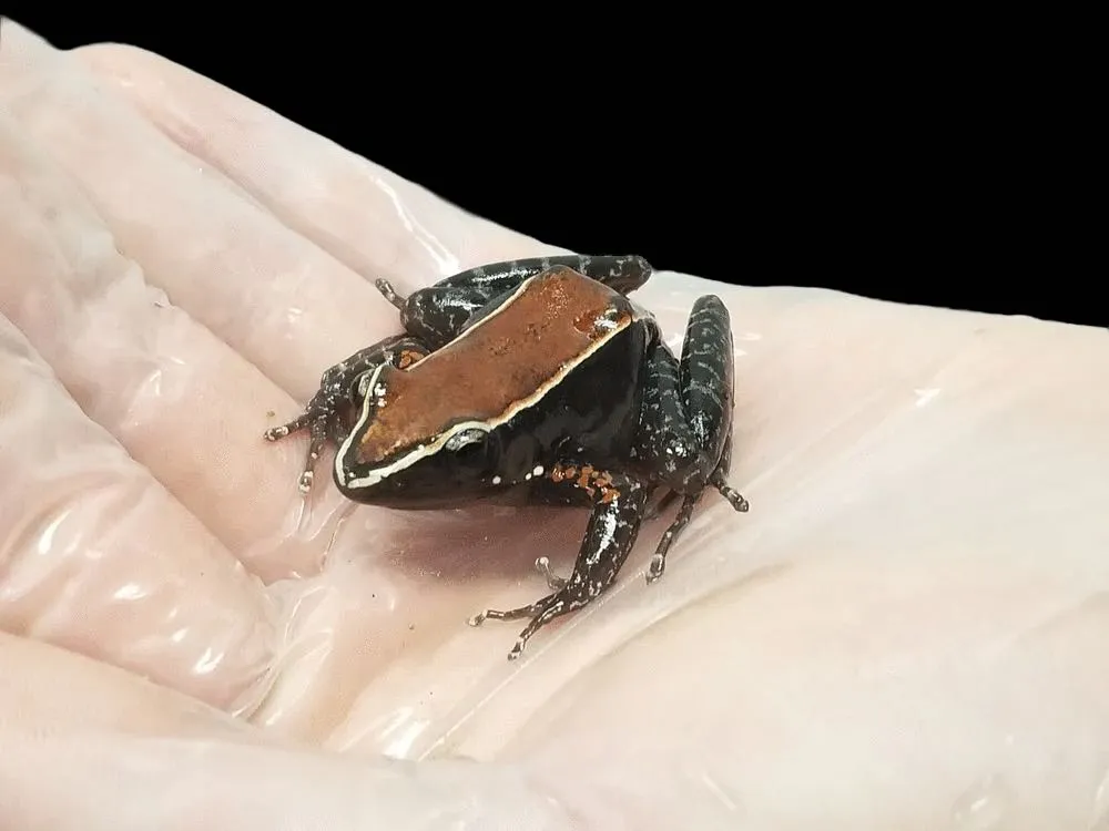 Mahogany Frog
