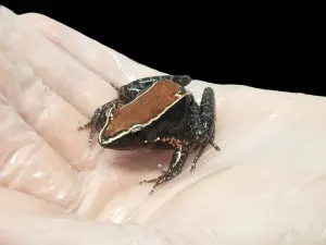 Mahogany Frog