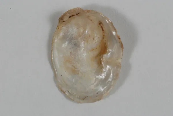 Native American Prehistoric California Abalone Pendants