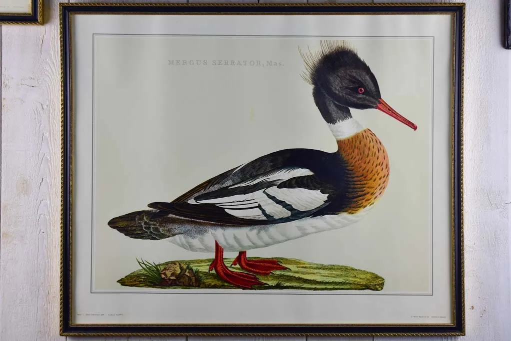 Pair of  vintage French engravings - ducks 26¾" x 22"