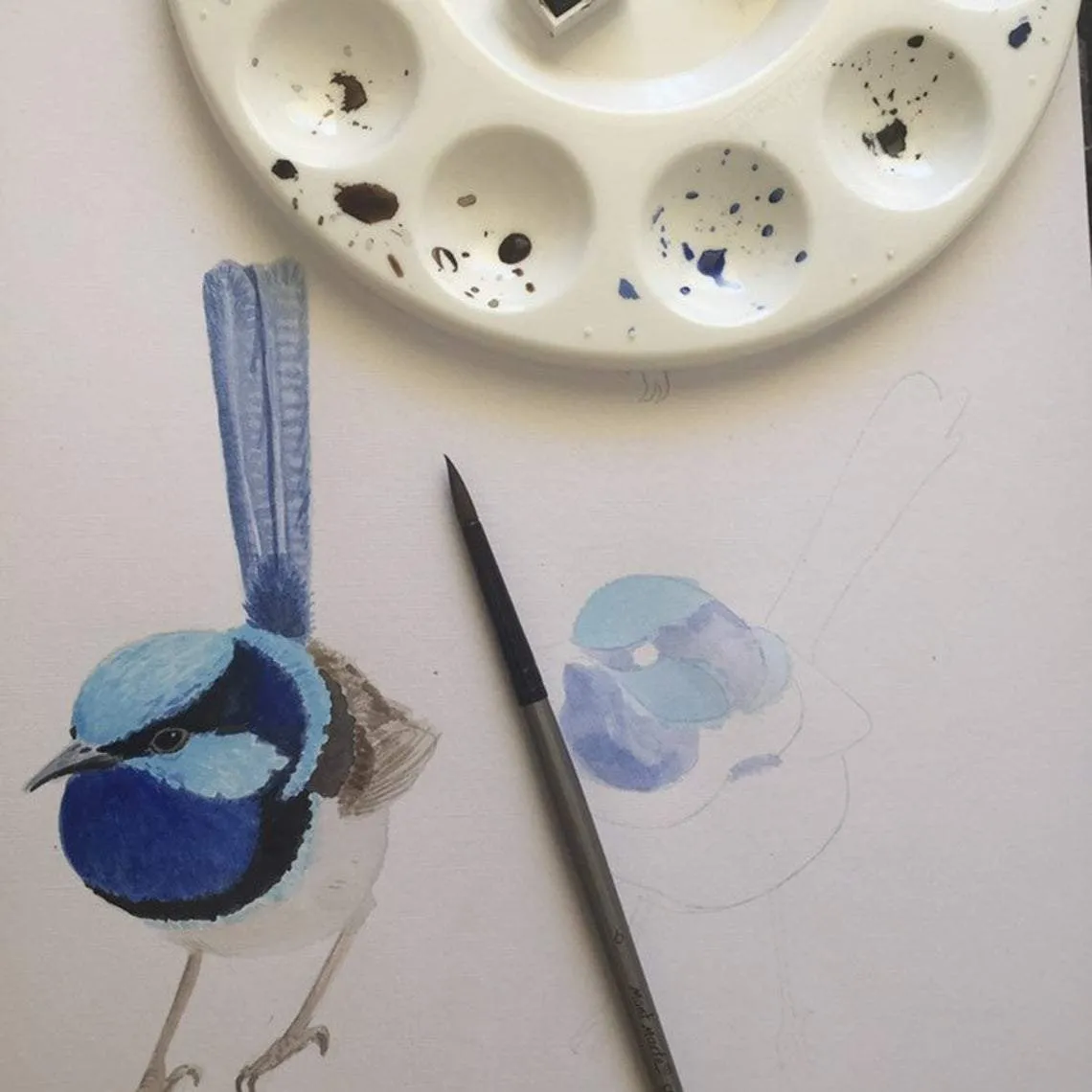 Superb Fairy Wren with Blue Bell Flowers